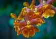 Burrageara orchid - Orange Cambria Catatante orchid, blooming with green background - close-up. selective focus