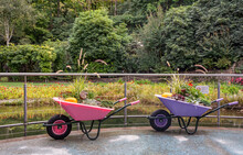 Decorative Wheelbarrow Full Of Flowers In Garden