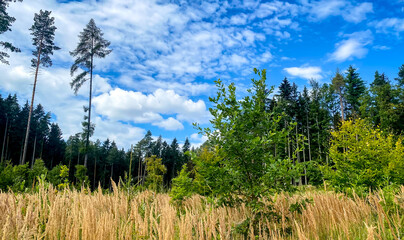 Wall Mural - grass and sky