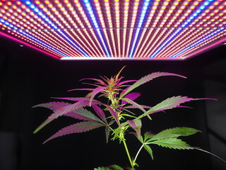 Wall Mural - growing cannabis under LED lights