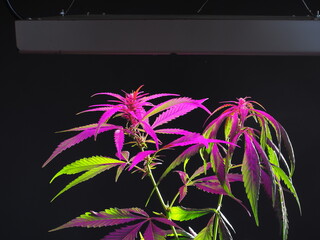 Wall Mural - growing cannabis under LED lights