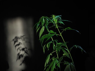 Wall Mural - growing cannabis under LED lights