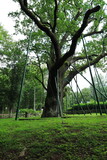 Fototapeta Pomosty - Bartek Oak nature monument, one of oldest oak tree in Poland, aged over 800 years in Swietokrzyskie Mountains village Zagnansk near Kielce in Poland