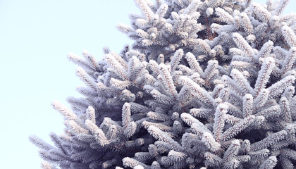 Canvas Print - Horizontal Christmas banner with branch of blue spruce