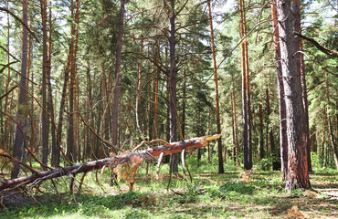 Fototapete - Beautiful landscape with pinewood forest. Summer scenery with pine trees
