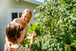 © Westend61 - Mother and son picking tomatoes from plant in garden
