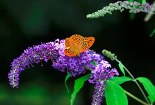 Silver-washed Fritillary (Argynnis Paphia) Perching On Purple Blooming Flower