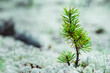 © Westend61 - Close-up of fir tree sapling
