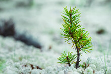 Close-up of fir tree sapling