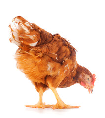 Sticker - Brown hen isolated.