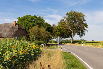 Wall Mural - Nature inclusive Agriculture in Germany with rows of sunflowers along a prodcution field of corn. Farm in the background.
