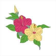 Tropical Flowers, Hibiscus Illustration, Colored.Beautiful Blooming Hibiscus Flower Isolated On White Background. Detailed Close-up Macro View. Color Black White Outline Sketch Drawing Set. Exotic.