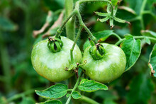 Green Tomatoes Drying Out From The Heat Hang On A Branch Of A Shrub In The Garden