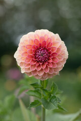 Wall Mural - decorative dahlia blosssom in berry colors.