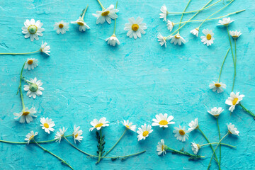 chamomile background. fresh camomile flowers, overhead flat lay shot on blue, spring or summer banne