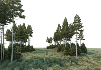 Sticker - Coniferous forest on a transparent background
