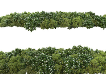 Wall Mural - Shrubs and flower on a transparent background
