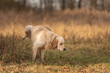 Retriever dog lifting his leg to pee outside in nature on a meadow in autumn