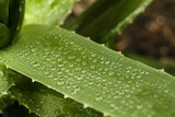 Fototapeta Tęcza - Beautiful green aloe vera plant with water drops on blurred background, closeup