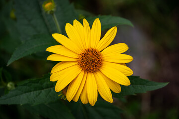 Wall Mural - Flower of yellow flower in the garden.