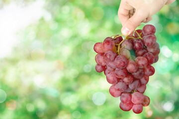 Big bunch of fresh grape in woman hand with blurred vineyard background