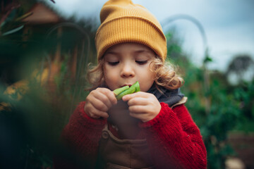 Wall Mural - Little girl in autumn clothes eating harvested organic peas in eco garden, sustainable lifestyle.