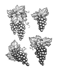 Canvas Print - grapes set ink sketch.