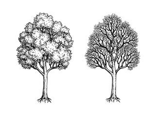Wall Mural - ink sketch of two maples.
