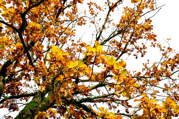 Wall Mural - low angle view of autumn tree with branch and yellow and orange leaves. beautiful autumn leaves. fal