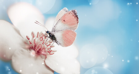 Wall Mural - Pale Pink butterfly on white flower on blue background.