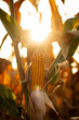 Kolba kukurydzy w blasku zachodzącego słońca 