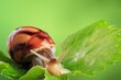 Leinwandbild Motiv Snail with shell crawls on green leaves. Spring,