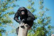 Mono en tronco
