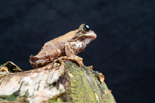 Frog On A Rock
