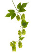 Hop vine isolated with transparent background