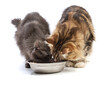 Two maine coon cats eating from a bowl