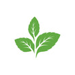 Green mint leaves ecology nature element vector icon, Leaf Icon, mint leaves logo vector illustration