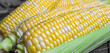 Raquel corn close-up. Two-color corn is sweet. Corn cobs lie in a row.