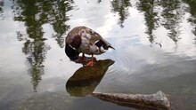 A Duck Cleans Itself In A Mountain Lake In The Tatras