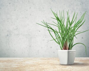 Poster - Beautiful home potted flower on floor by wall in living room