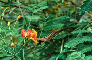 exotic orange flower with long stamens on a green background. tropical flower