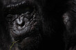 © Azahara - Close up facial portrait of an adult chimpanzee eating in the dark