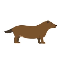Bush Dog Seen In Side View - Flat Style Vector