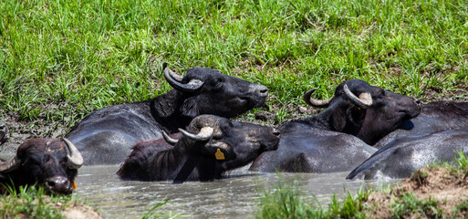 Canvas Print - Water buffalo taking a bath in Romania