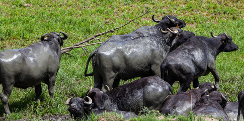 Canvas Print - Water buffalo in Romania