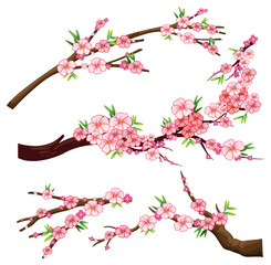Wall Mural - cherry blossom branch isolated