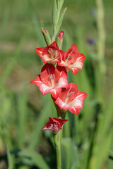 Wall Mural - delicate red and white toned gladiolus in a gaden.