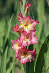 Wall Mural - gladiolus in different pink tones in a garden.