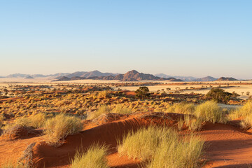 Desert landscape with acacia trees red sand dunes and grass in NamibRand Nature Reserve,  Namib, Namibia