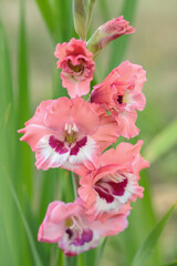 Wall Mural - gladiolus in different pink tones in a garden.